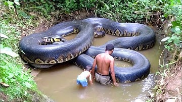 The Calm Giant: A Stunning Jungle Serpent Encounter