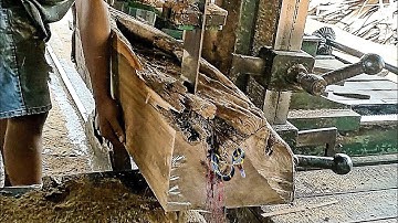 unexpected find while sawing an old hollow teak log at the sawmill