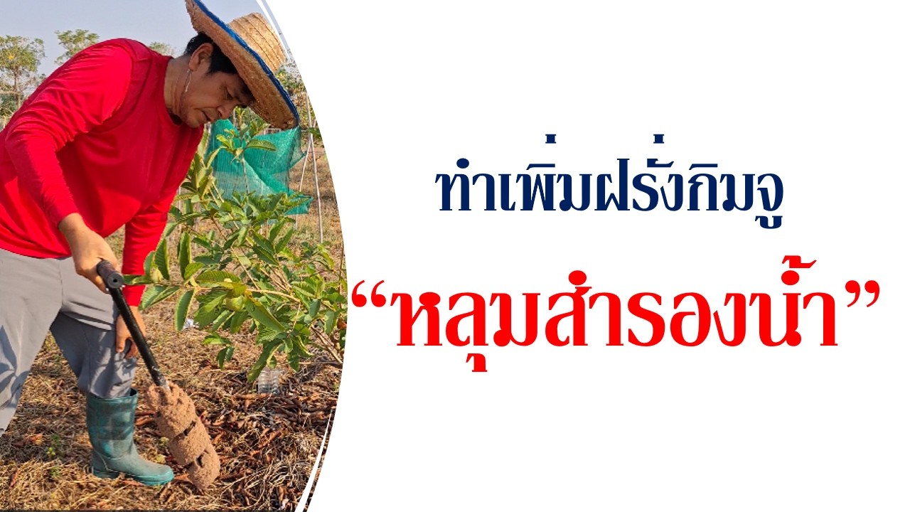 ทำหลุมสำรองน้ำเพิ่ม ฝรั่งกิมจู หน้าแล้งพืชขาดน้ำสารโพลิเมอร์เพื่อการเกษตรช่วยพืชผ่านแล้งได้