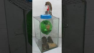 Best Homemade Mouse Trap Ideas Using Plastic Pigs #Rattrap #Rat #Mousetrap #Shorts