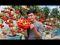 Growing tomatoes at home without a garden simple yet effective tips