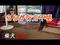 柴犬らら 行方不明