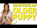 Adopting an older puppy versus a young puppy | Sweetie Pie Pets by Kelly Swift