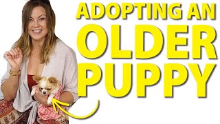 Adopting an older puppy versus a young puppy | Sweetie Pie Pets by Kelly Swift