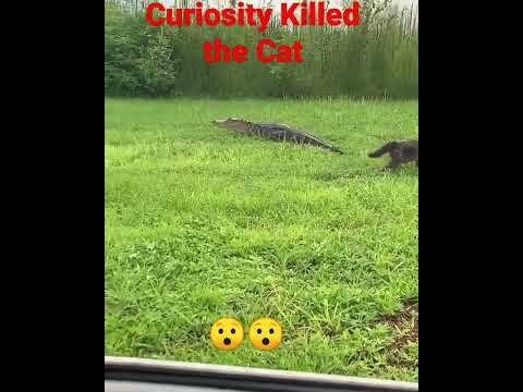 How Curiosity Killed the Cat, Cat vs Alligator 🐊🐈