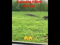 How curiosity killed the cat cat vs alligator 