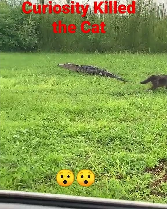How Curiosity Killed the Cat, Cat vs Alligator ππ