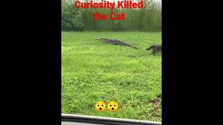 How Curiosity Killed the Cat, Cat vs Alligator 🐊🐈