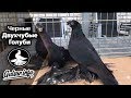 ЧЕРНЫЕ ДВУХЧУБЫЕ ГОЛУБИ / PIGEONS / TAUBE #Gulsarinfo©