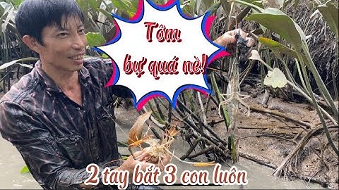 Tôm càng xanh - Bắt tôm càng nướng làm mồi nhậu #mientay