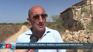 MONTELUNGO, TORNA IL BRANCO  RANDAGI AGGREDISCONO PAPÀ E FIGLIO