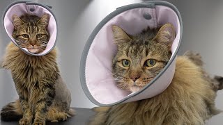 Dangerous Cat Grooming | Previous Stray Covered in Mats Fights the Entire Time
