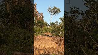 Jaguar marks his Territory #jaguar