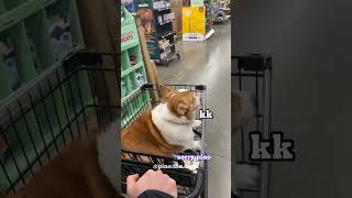 Corgi Pino’s VLog EP6 - Dental Surgery