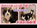 団地59頭 多頭飼育崩壊 現場から❷【保護猫】【子猫】