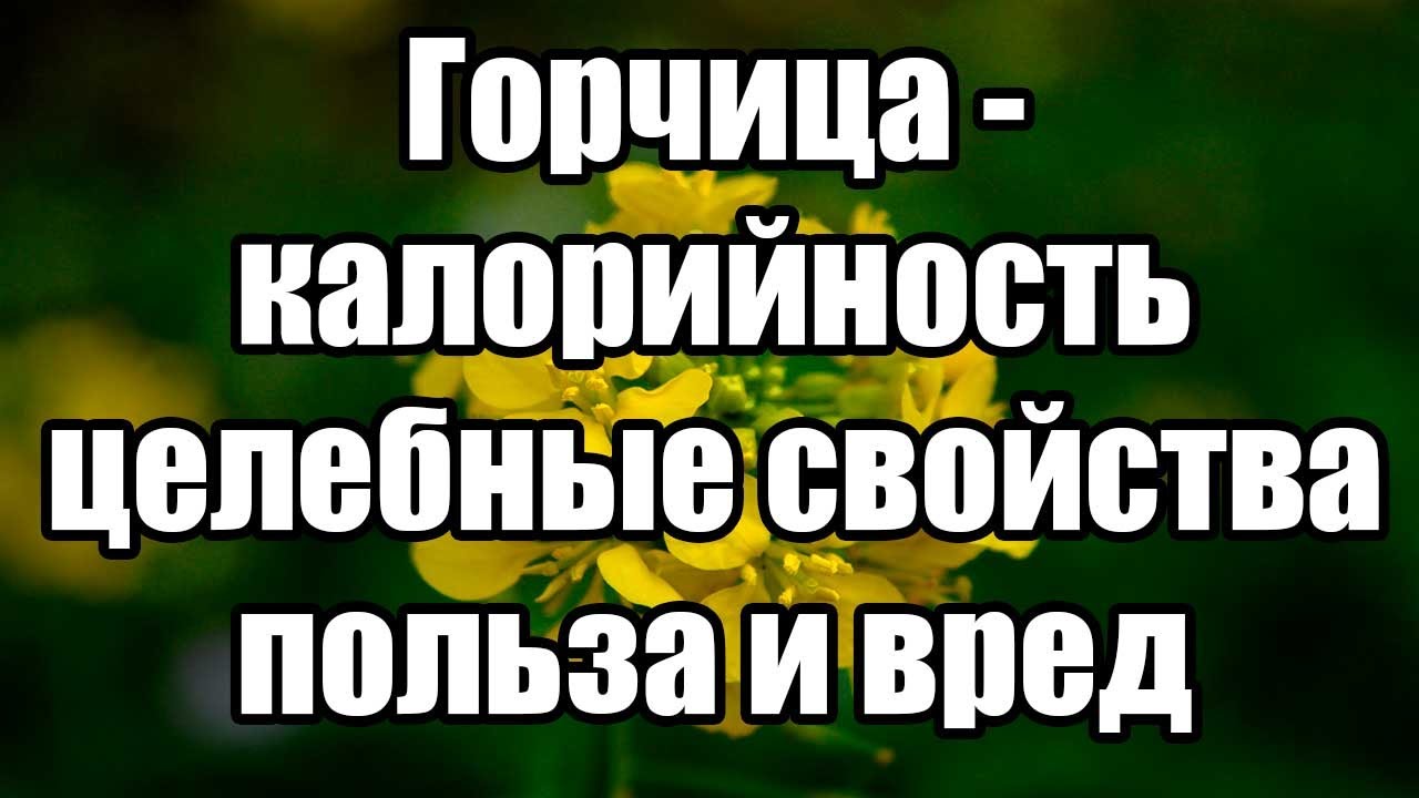 Горчица: калорийность, целебные свойства, польза и вред.