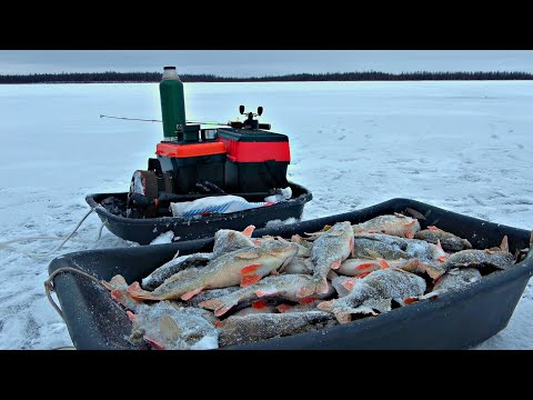 Видео: ОПУСТИЛ ПРИМАНКУ ТУДА, ГДЕ РЫБЫ ТОННЫ!! Пожарили картошку и переночевали в палатке! Первый лёд .