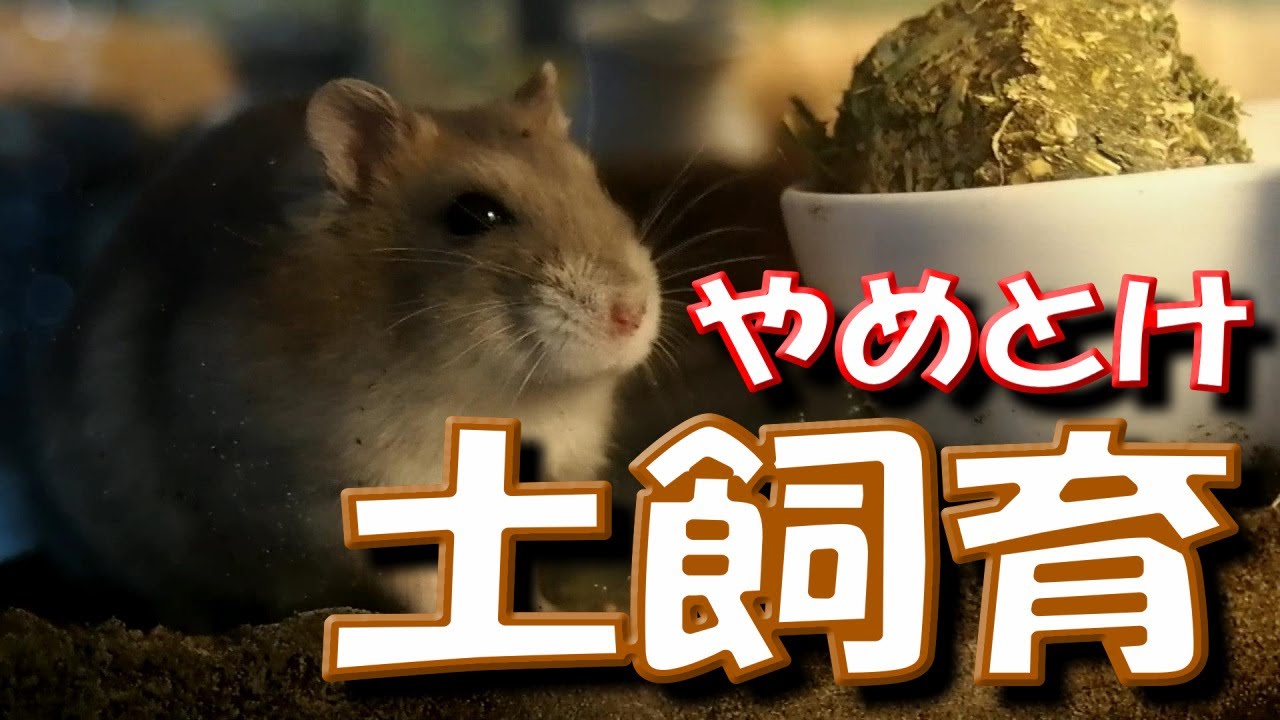 ハムスター ハムスターの土飼育をオススメしない理由 飼い方 かわいい 癒し 土飼育 Keeping A Hamster In The Soil Youtube