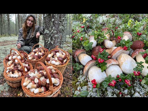 ЭТО НУЖНО ВИДЕТЬ! МИЛЛИАРД БЕЛЫХ ГРИБОВ ПОВСЮДУ, НАЧИНАЕТСЯ АПОКАЛИПСИС!