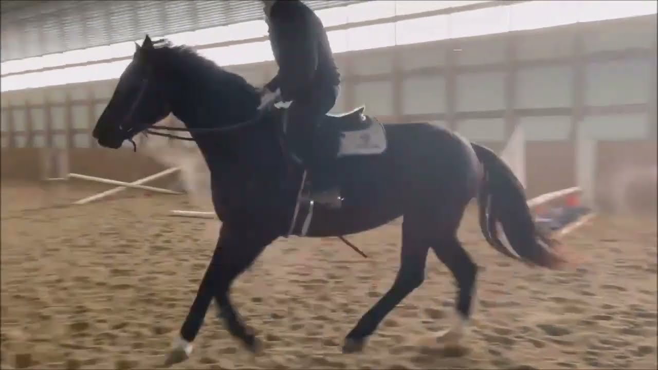 Dolce Vita K- over fences