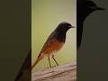 Redstart حميراء 