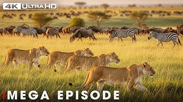Ultimate Predators: When Lion Attack | MEGA EPISODE | Nature Animal Documentary
