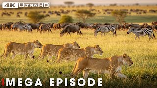 Download Lagu Ultimate Predators: When Lion Attack | MEGA EPISODE | Nature Animal Documentary MP3 Download Lagu Ultimate Predators: When Lion Attack | MEGA EPISODE | Nature Animal Documentary MP3