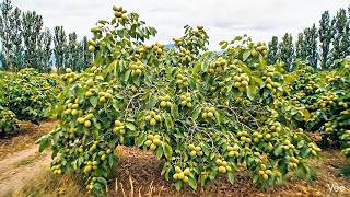 Admiring the Largest Walnut Farms in Rural Chile | Rural Life