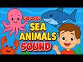 Guess the Sea Animal by Picture 🐬🌊 Fun Kids Quiz! 😍