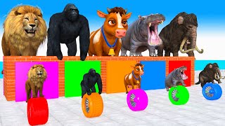 Choose The Right Tire with Cow Lion Elephant Buffalo Gorilla Hippo Wild Animals Cage Game