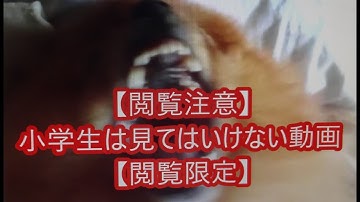 白と黒のナイフ (1986) 映画チラシ グレン・クローズ ジェフ・ブリッジス