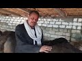 تعلم ازاى تختار شابة جاموس وش عشر تجيب معاك لبن عالى من اول ولدة تعلم ازاى تختار شابة جاموس وش عشر تجيب معاك لبن عالى من اول ولدة