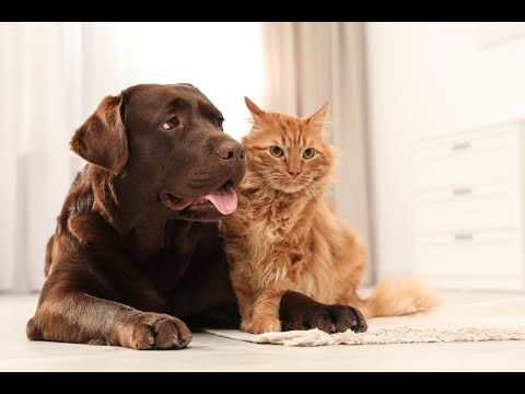 Video: 6 maneras de asegurar una adopción exitosa del perro