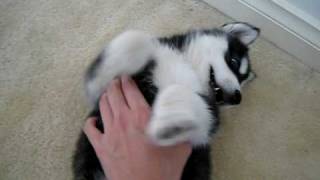 little husky