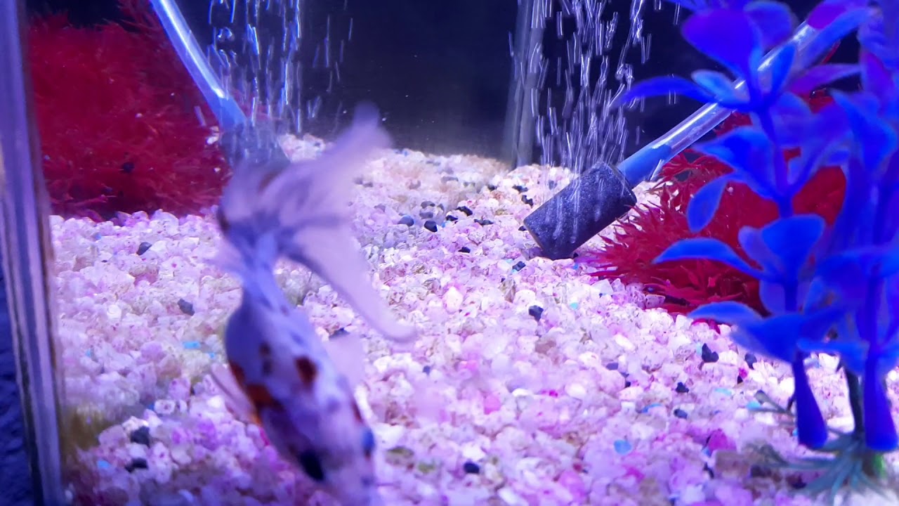 Fancy Fantail Goldfish Feeding time 