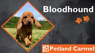 Tail Wagging Wonders: Bloodhound Breed