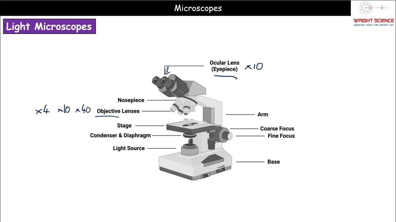 A Level Biology 2.1.1.1 Microscopes YouTube