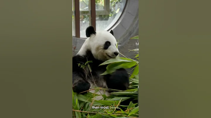 Pandas 🐼 Why are Pandas so Clumsy?