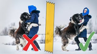 видео: Кавказская овчарка кусает за руки в игре. Что делать? картинка: Кавказская овчарка кусает за руки в игре. Что делать?