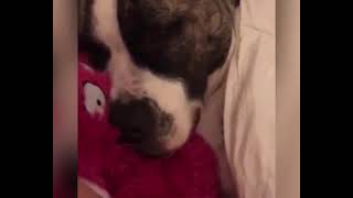 The sound of a snoring dog, just like in the cartoons