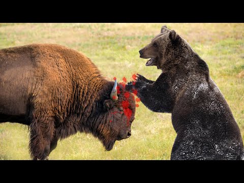 Bear takes down Bison in Yellowstone National Park