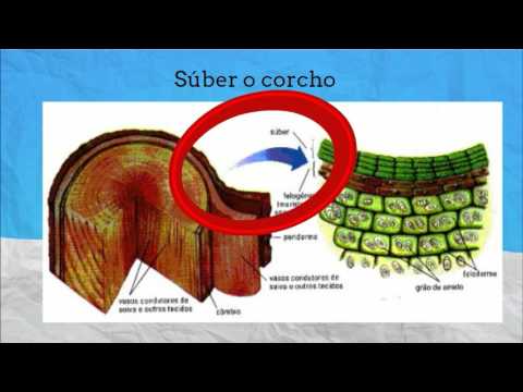 Vídeo: Diferencia Entre Cámbium Vascular Y Cámbium De Corcho