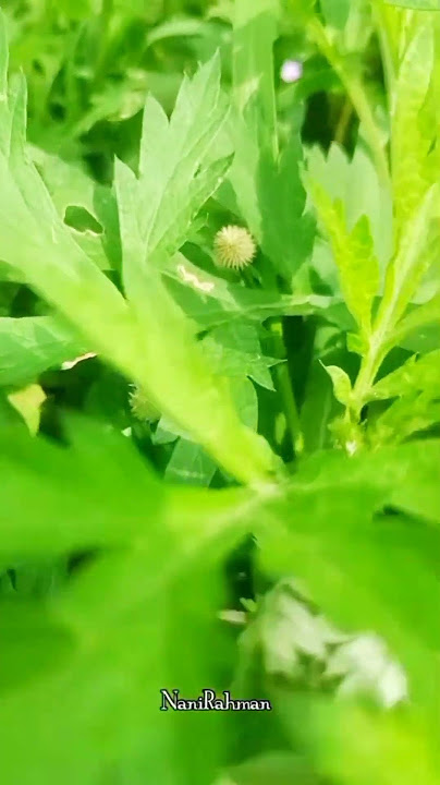 Lokatmala tanaman si obat kanker #tanamanherbal #lokatmala #obatkanker #obattradisional