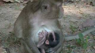 Monkeys at Angkor Watt (Cambodia)