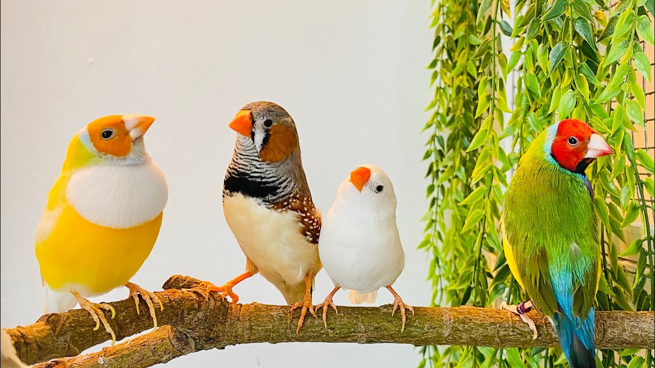 Finch Bakımı - Temel Konular