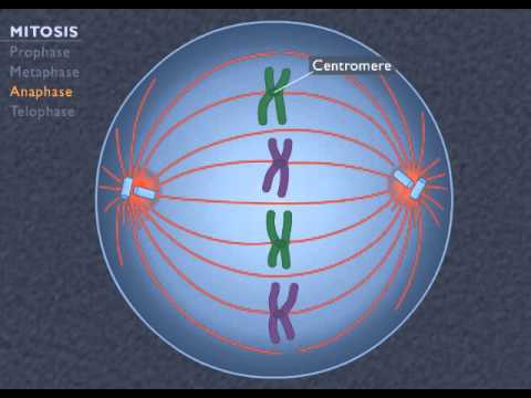 Thumbnail for the embedded element "Animation How the Cell Cycle Works"