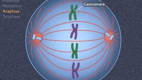 Animation How the Cell Cycle Works