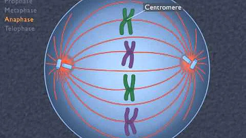 Animation How the Cell Cycle Works