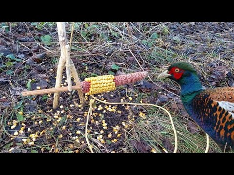 Как сделать своими руками ловушку для фазана