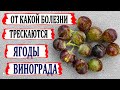 🍇 Вот от КАКОЙ БОЛЕЗНИ в июле ТРЕЩИТ виноград в августе. А мы ДУМАЛИ что просто ПЯТНЫШКИ на ягодах